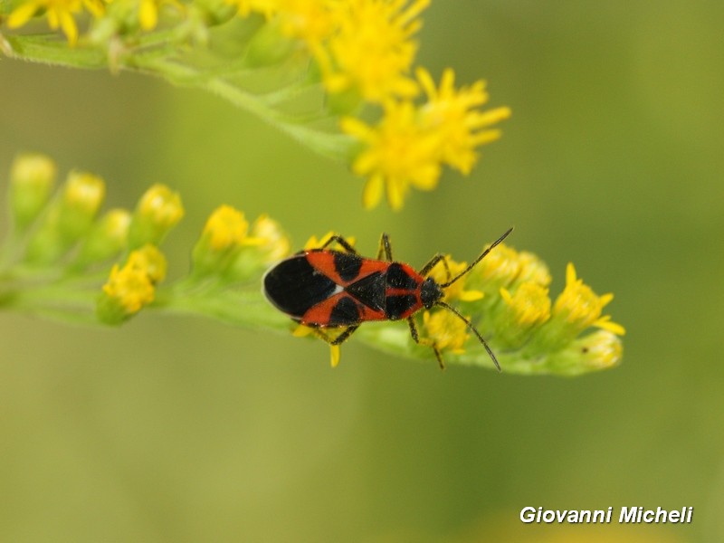 Lygaeidae:  Tropidothorax leucopterus